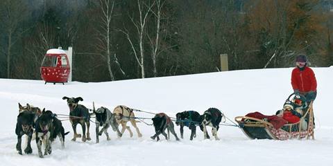 Dog Sledding 