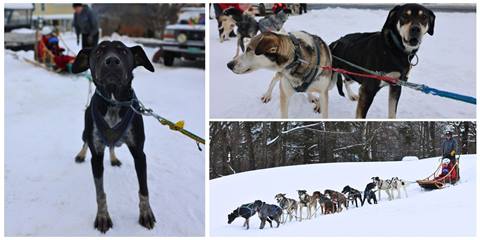 Dog Sledding 