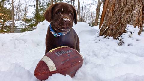 PUPPYBOWL