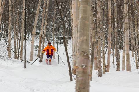 Joey in the Woods