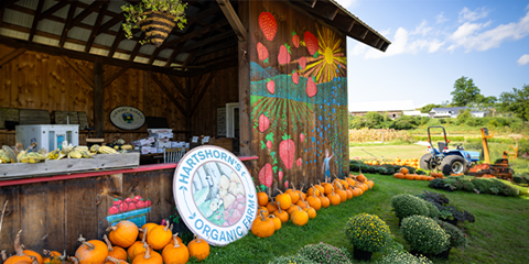 farm stand with pumpkins and painted strawberry mural